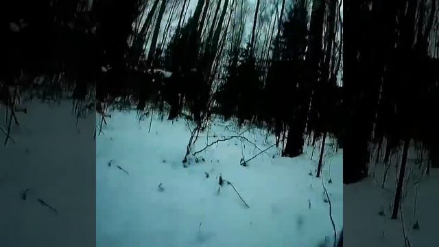 Лес