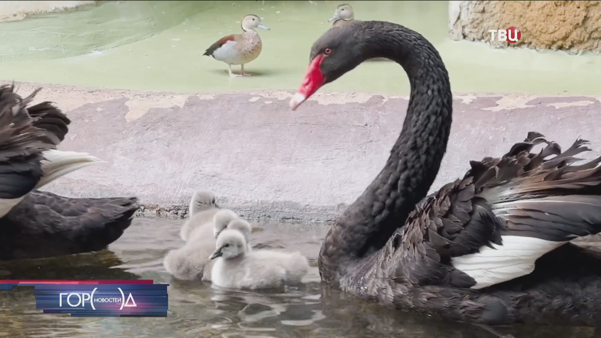 У черных лебедей из Московского зоопарка появились на свет птенцы / Город новостей на ТВЦ