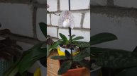 Орхидеи Пафиопедилумы (Башмачки)