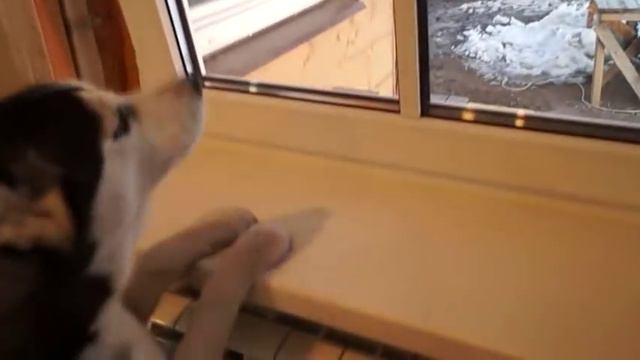 Радость неподдельная!...