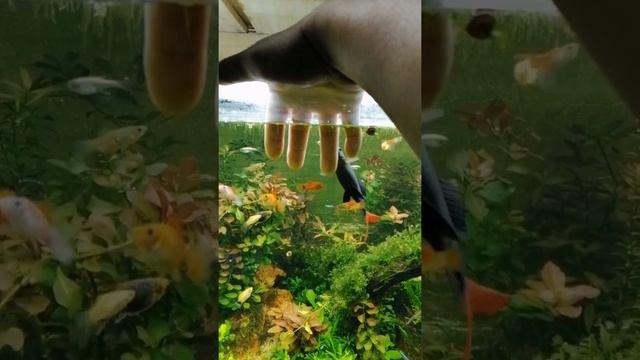 Labeo bicolor cariñoso