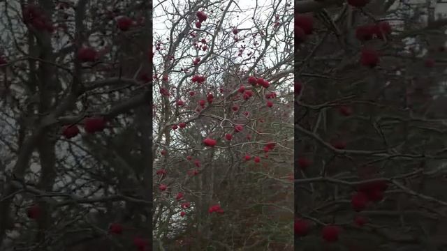 ПРОБУЮ МОРОЖЕННЫЙ БОЯРЫШНИК