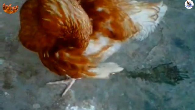 Deadly Poultry Diseases ,Causes and Prevention in Profitable Poultry Business Industry