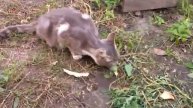 Кошка ест огурцы с грядки