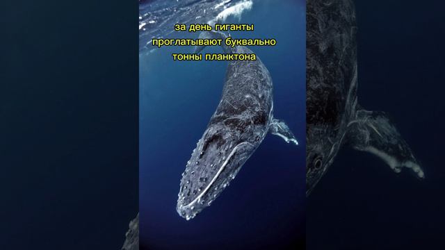 Чем питаются киты