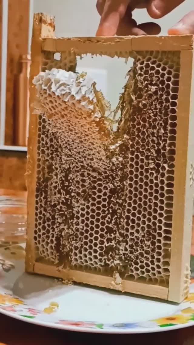 Мёд в сотах. Сотовый мёд в рамке / Honey comb.  Honeycomb in a frame / архив 2022 года #мед #мёд