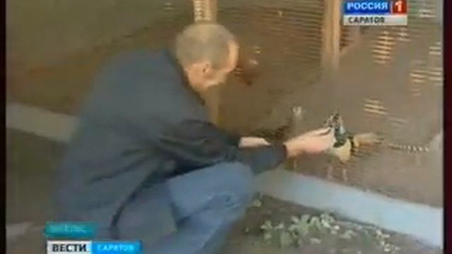 В Энгельсе птиц из Красной книги балуют виноградом