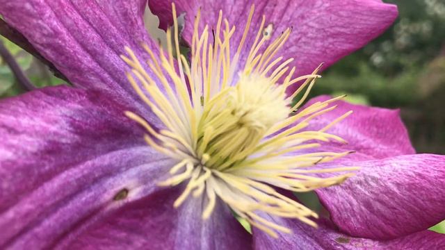 Purple Clematis North Wales U.K.