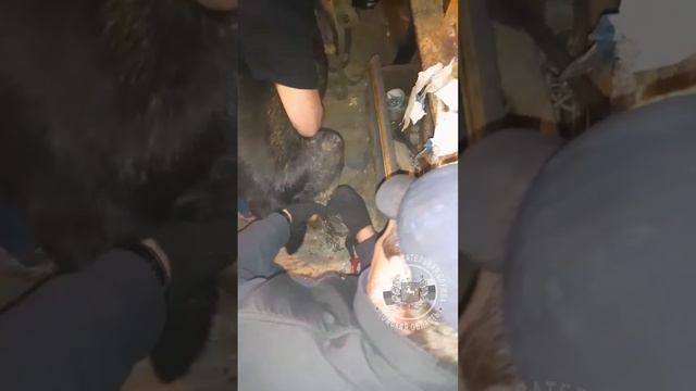 спасатели помогли собаки