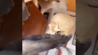 Обезьяна смотрит на череп мем