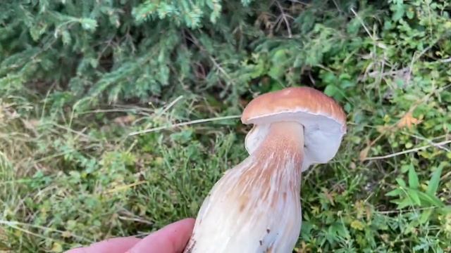 Білі гриби високо в горах Сироварня! Захоплююча подорож Українськими Карпатами! 1 жовтня 2023