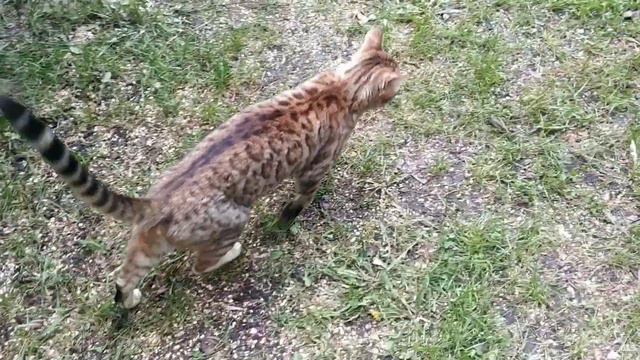 К нам прибился красивый бенгальский котик🐱