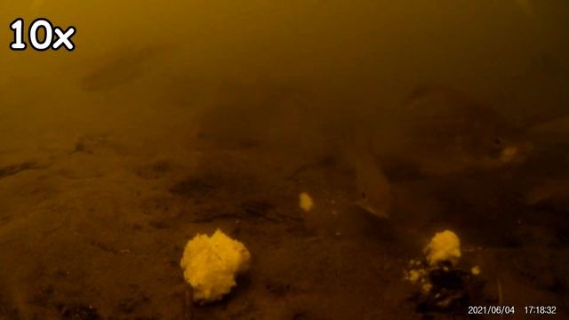 Реакция рыбы на ВОДКУ спирт самогон алкоголь. Подводная съемка рыбалки. Карась плотва лещ.