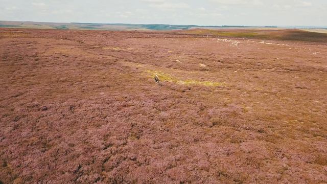 WORKING IRISH RED SETTER CAPTURED ON DRONE | NORTH PENNINES