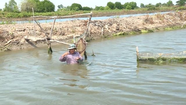 Miền Tây Quê Tôi Tập 8 - Bắt Cua Biển ở vuông tôm Hòa Bình, Bạc Liêu [Catch BIG Crab in VIETNAM]