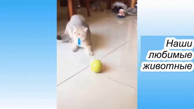 Милые домашние животные №9