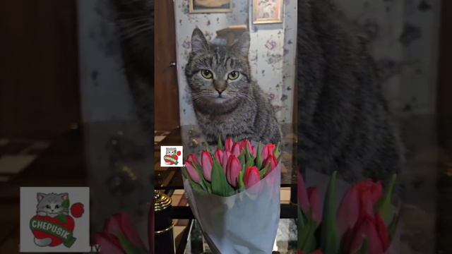 Cute cats give you flowers ❤️💐😻 #cats