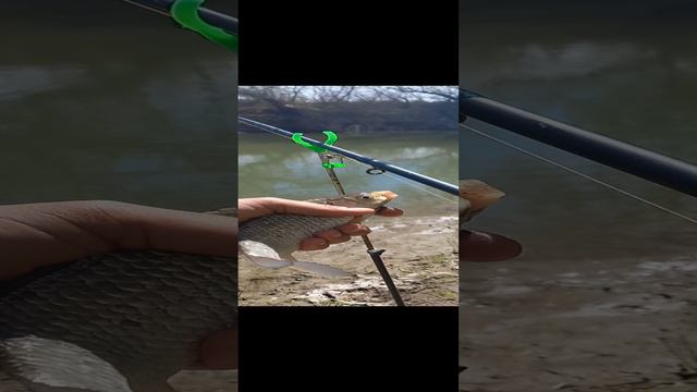 Рыбалка на карася🤪#shorts