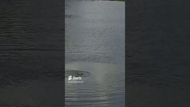 Утка Лысуха ныряет в воду