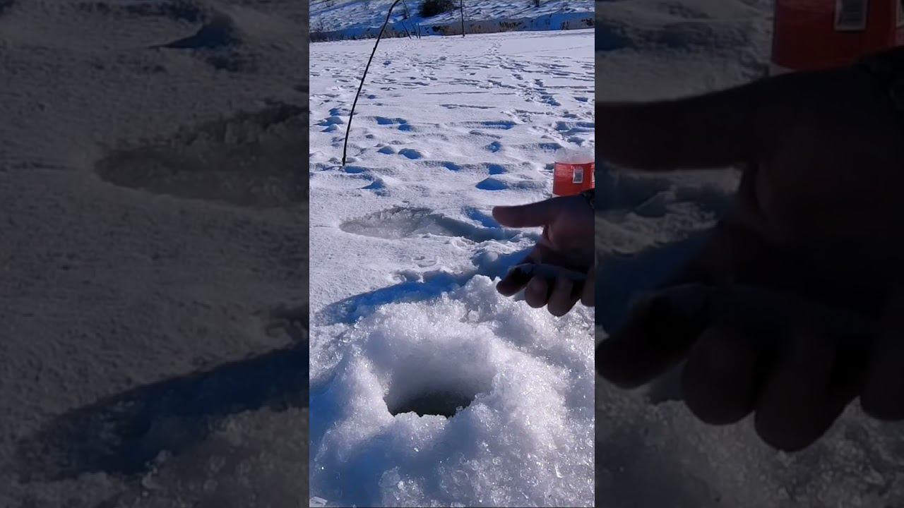Зимняя рыбалка. Поклевки крупным планом. #short #shorts #fishing #fishingvideo