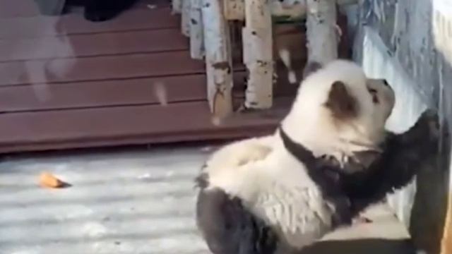 В китайском зоопарке владельцы перекрасили щенков  чау-чау в выдавали их за детёнышей панд.