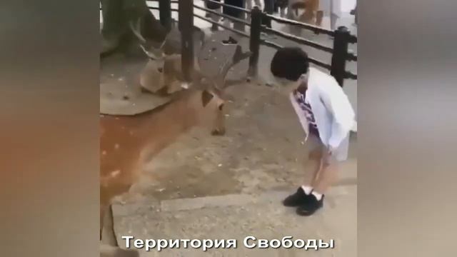 ОСТОРОЖНО РОГА, ВЕЖЛИВЫЙ ОЛЕНЬ, МАЛЬЧИК ПОДРУЖИЛСЯ С ОЛЕНЕМ