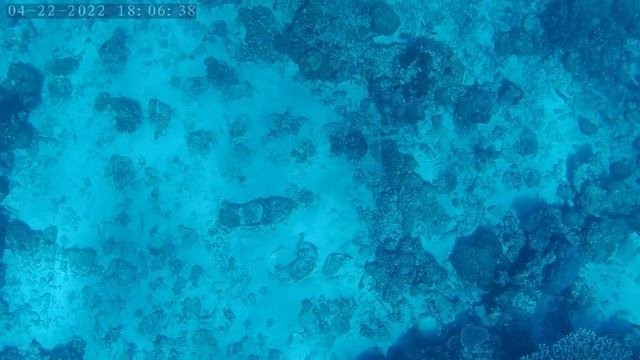 Headshot MONSTER LAUT 80an Kg. Spearfishing 23