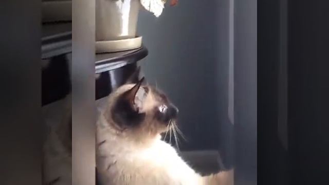 Америкосовские Котэ Vs. зима и снег :)