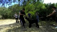 Ризеншнауцеры. юниоры. Обучение. Защита. 3 занятие