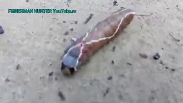 Такое ощущение что она с другой планеты