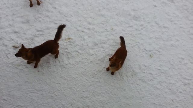 Dhole - Asiatisk vildhund - Красный волк (red wolf)