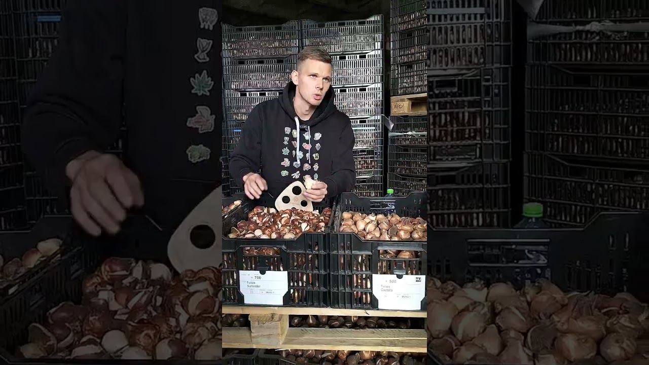 Выгонка тюльпанов. Нужно ли очищать перед высадкой #выгонкатюльпанов