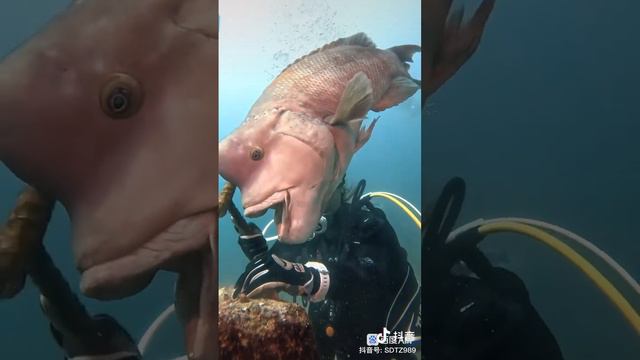 Fish whose head is very big. Have you ever seen it before?