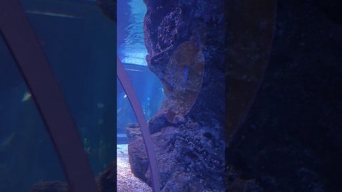 акулы в подводном тонеле океанариума Бангкока морская жизнь