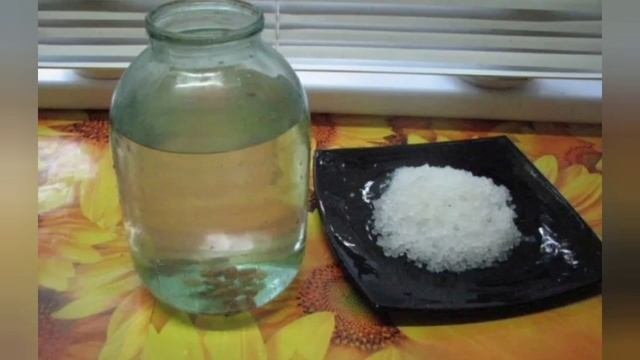 рисовый гриб! репешок! толокнянка! термопсис