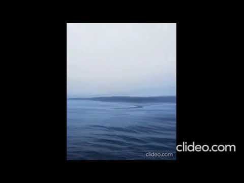 "Чайка"