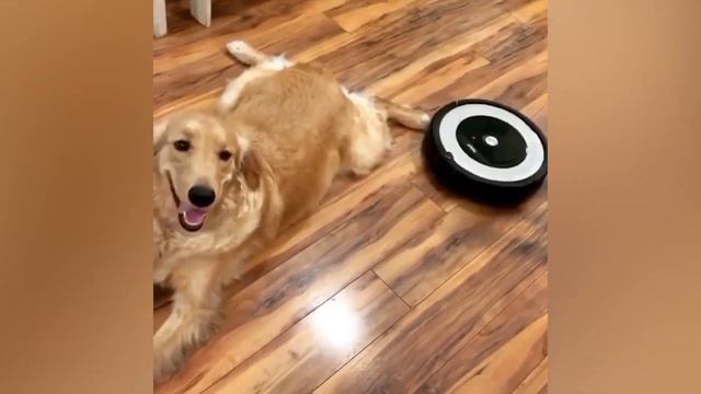 Funniest Cats 😹- Best Of The 2022 Funny Cat and Dog Videos 😂- Family Cats