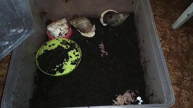 Архахатина сп Бенин. Новая кладка.