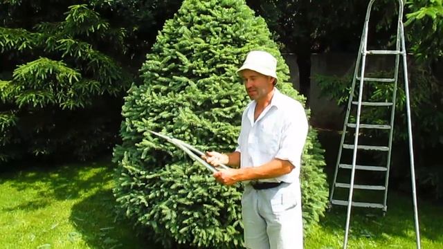 КОГДА СТРИЧЬ ЕЛЬ. Сроки фигурной стрижки ели.