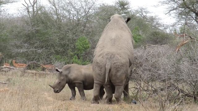 Rhinos Madly in Love! | Kruger Sightings | Amazing Animal Videos