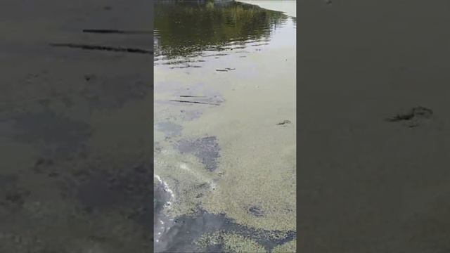 Выжлы снова нашли, где поплескаться