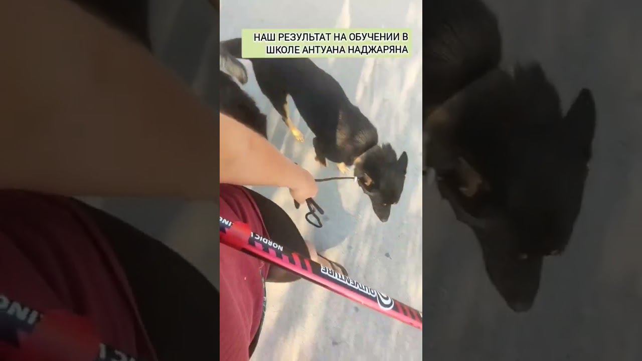когда опускаются руки, посмотри как все начиналось #виделивидео #моипитомцы #моясобака #домвдеревне