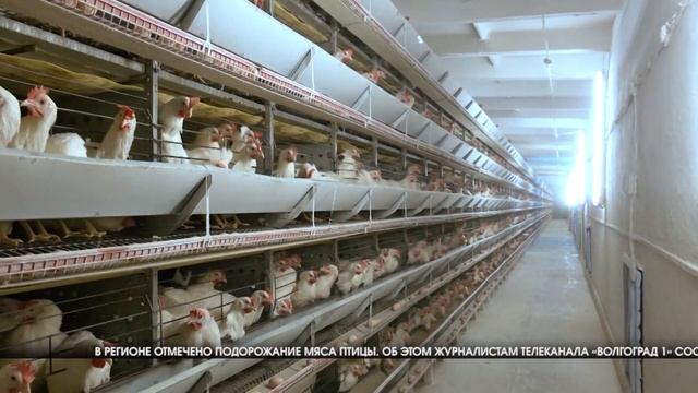 В Волгоградской области повысились цены на мясо птицы