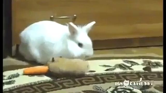 Запасливый такой хомяк