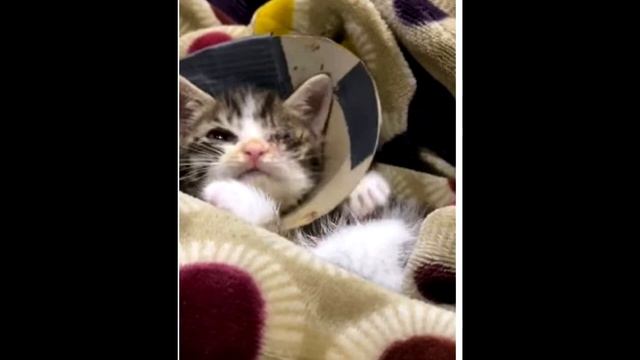 Девушка подобрала котенка, когда она села в машину с питомцем, то посмотрев на него заплакала...