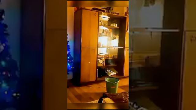 Смешные истории про животных 🤣🤣🤣cat