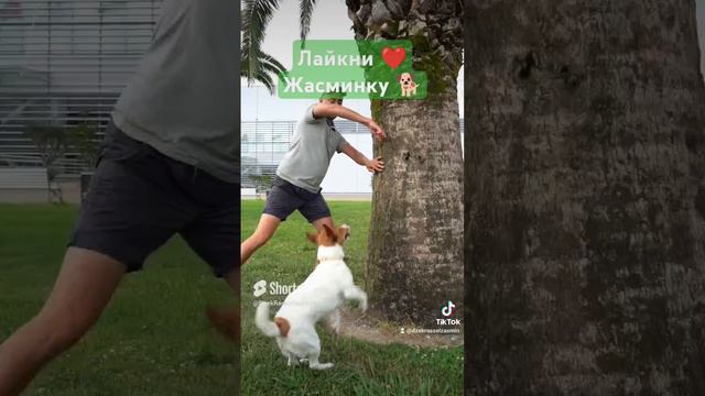 Джек-Рассел Жасмин 🐕- Звезда Олимпийского парка.mp4