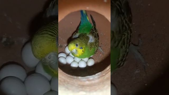 13 EGGS #birds Lovers