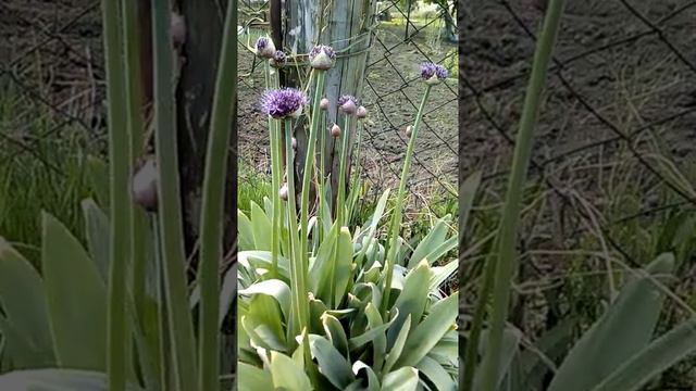 галерея цветов!