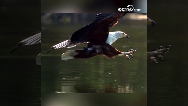 Видео процесса рыбной ловли хищной птицы скопы